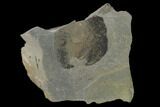 Pennsylvanian Fossil Fern (Neuropteris) Plate - Kentucky #137721-3